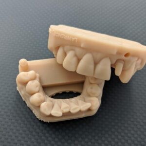 Full Arch Dental Model